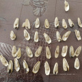 Sementes de girassol crus 363 para venda Nova safra sementes de girassol comuns Exportar sementes de girassol
